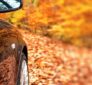 revisión coche en otoño